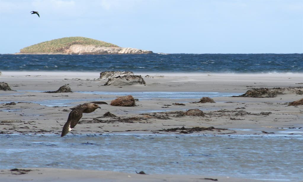 Southern Giant Petrel