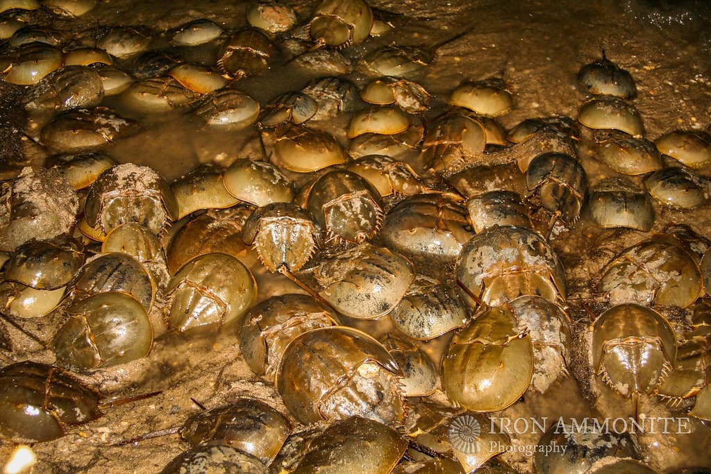 Red Knots & Horseshoe Crabs