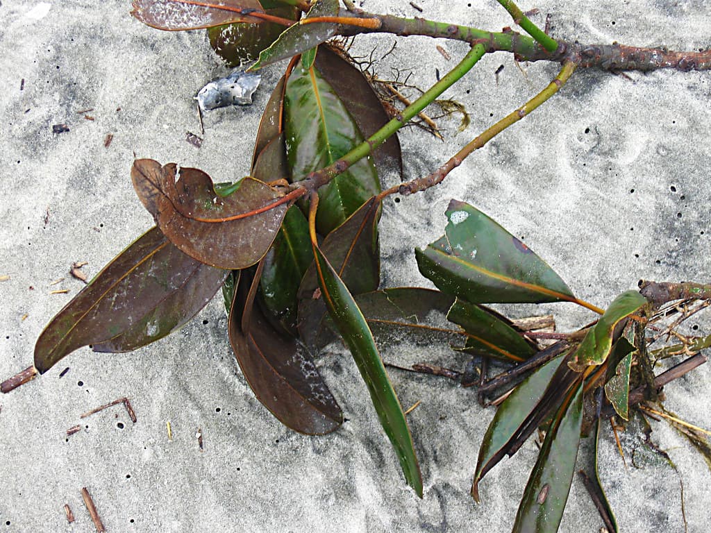 Green and Sand
