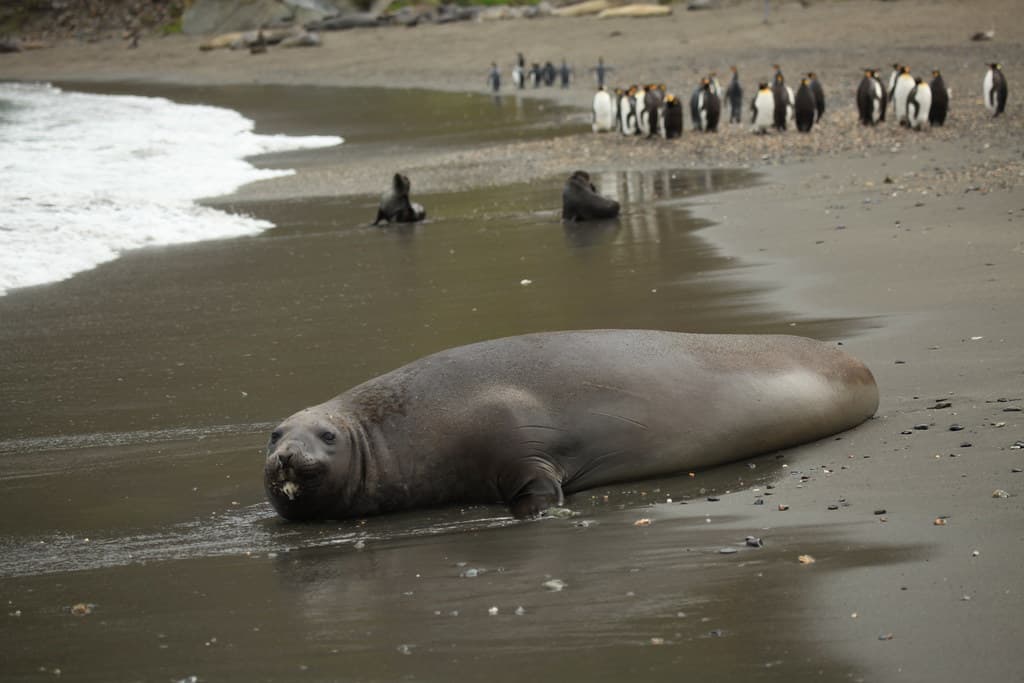 Southern Elephant Seal on the beach