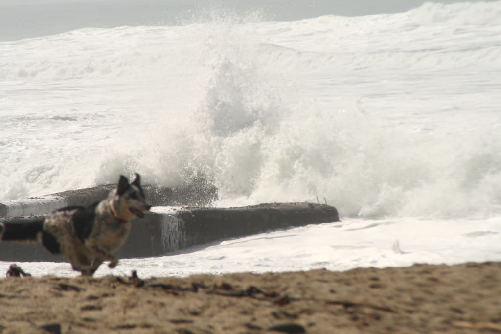 Dog running