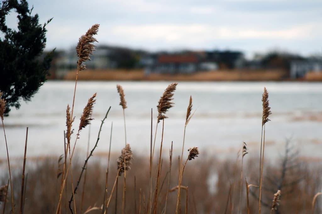Fire Island_2010 01 18_1084