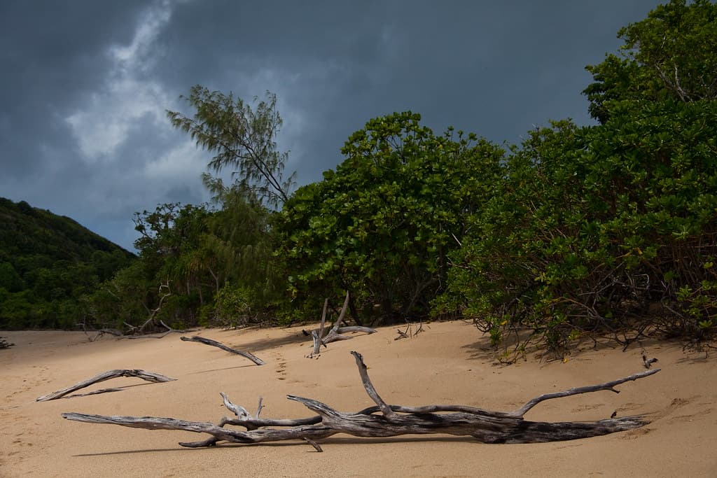 Blue sky, green foilage and beach