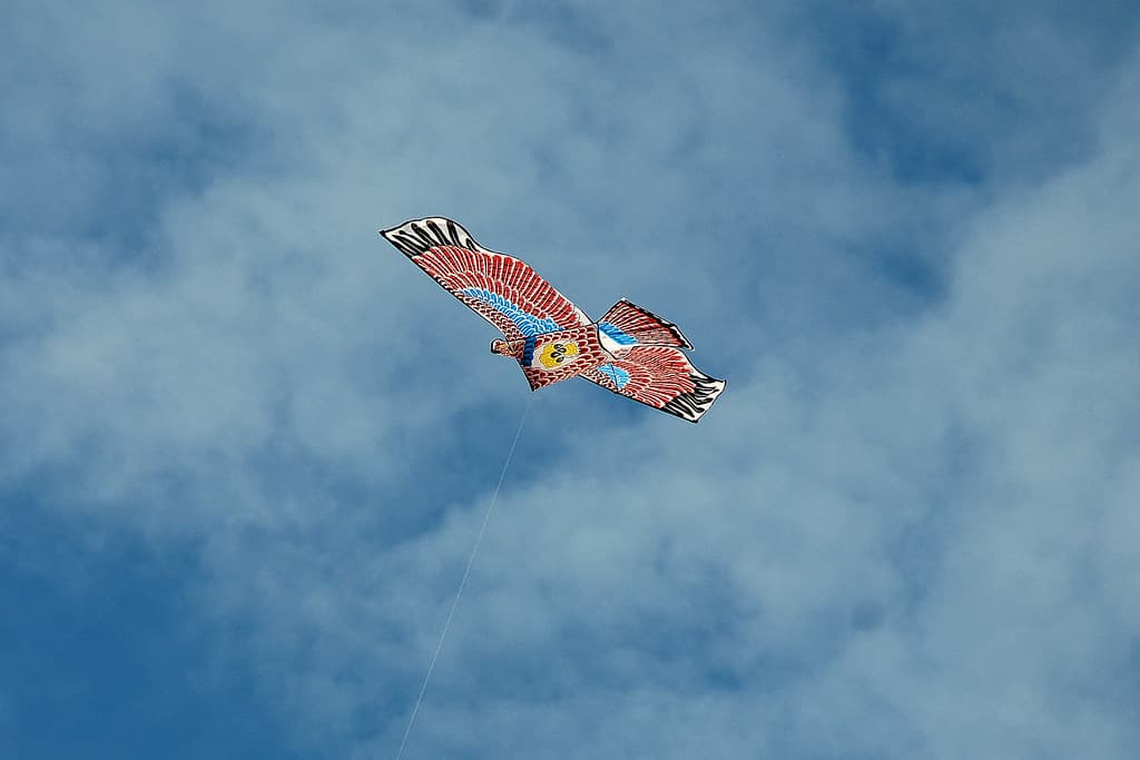 Kite Flying