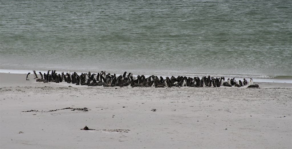 Magellan Penguins