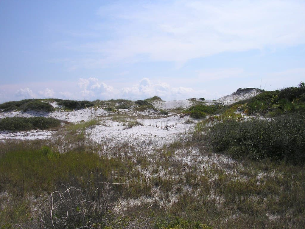Dune Sea, Grayton Beach State Park FLorida