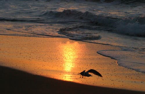 Sunrise Gull
