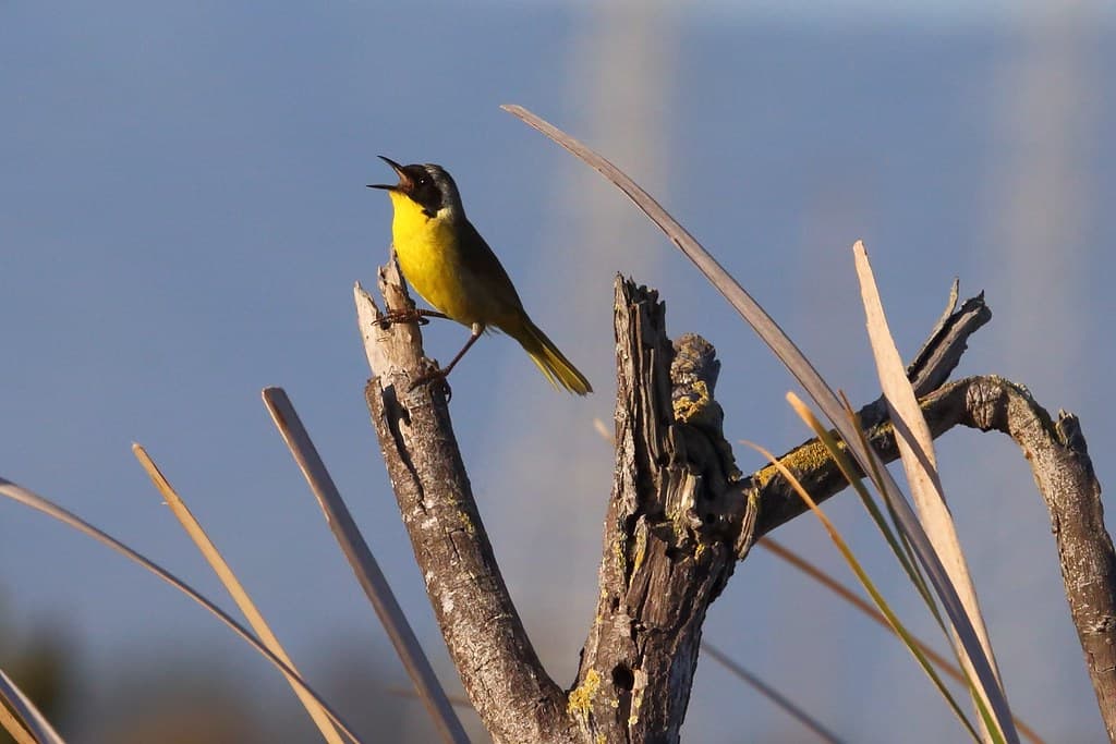 The Bird that Started It All