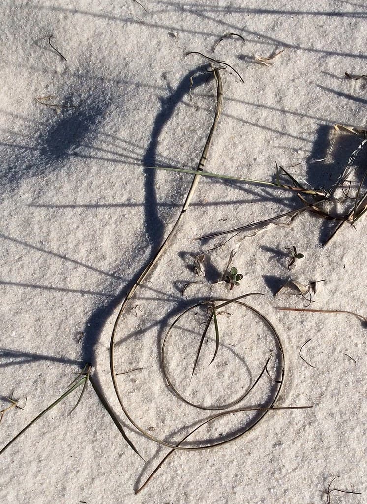 Notable beach signature