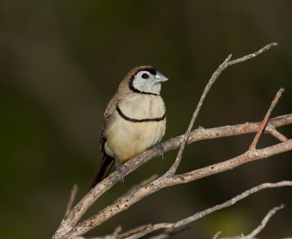 Double Barred Finch (Taeniopygia bichenovii) (10.5 cm)