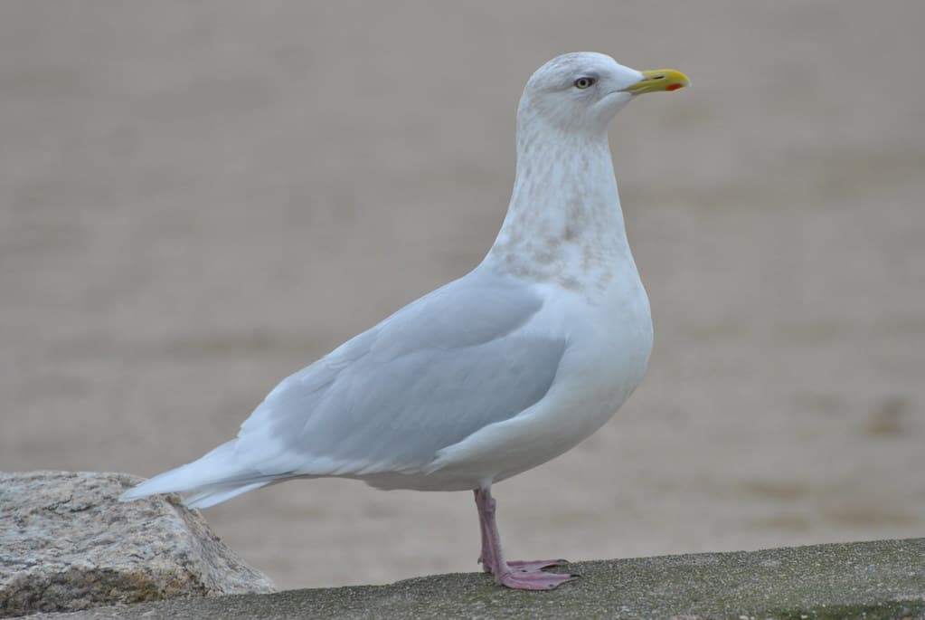 Iceland Gull - Craigville Beach