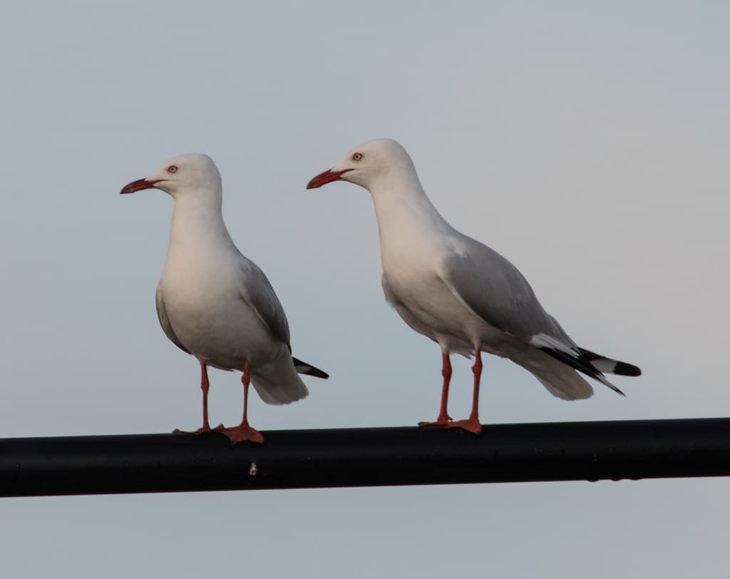 Eyes right - Silver Gulls (Chroicocephalus (Larus) novaehollandiae) (40 centimetres) (adults)