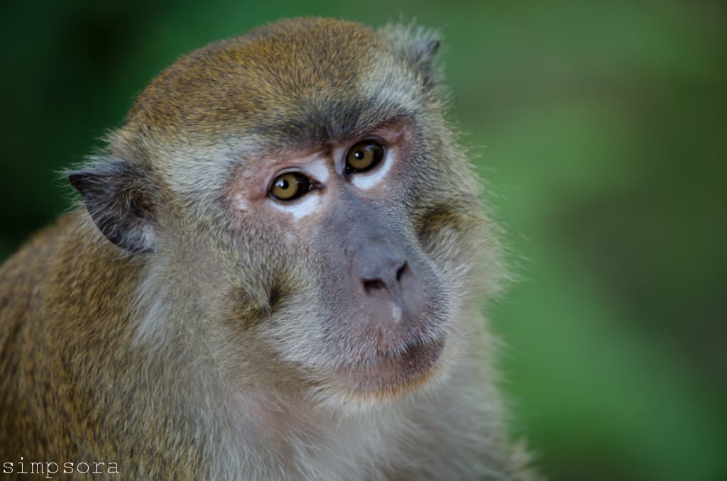Monkey