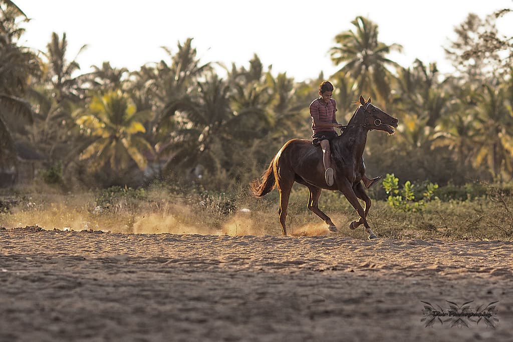horse man 1