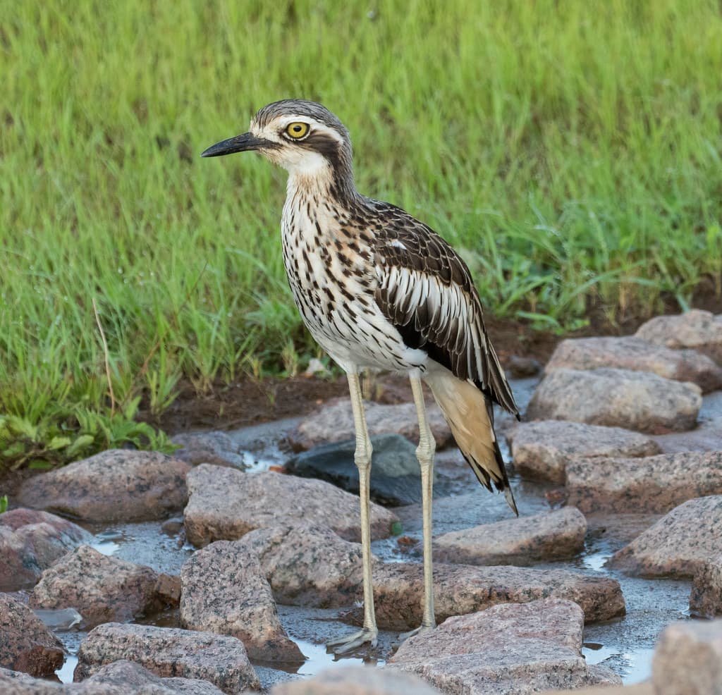 Bush Stone Curlew (aka Bush Thick Knee) (Burhinus grallarius) (55 centimetres).02