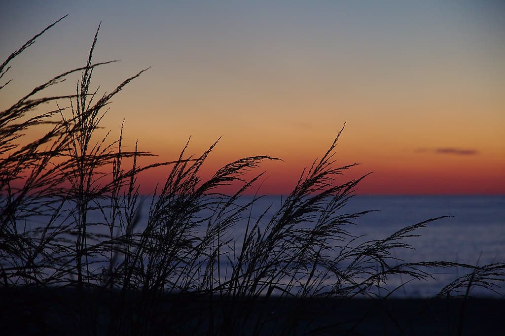 Grasses
