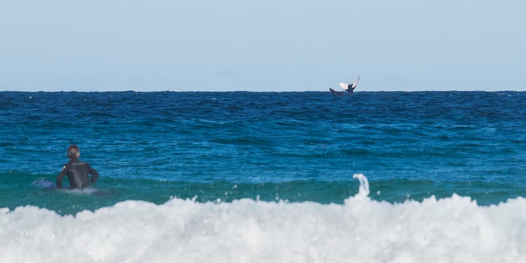 Humpback Whales off Cellito Beach, NSW