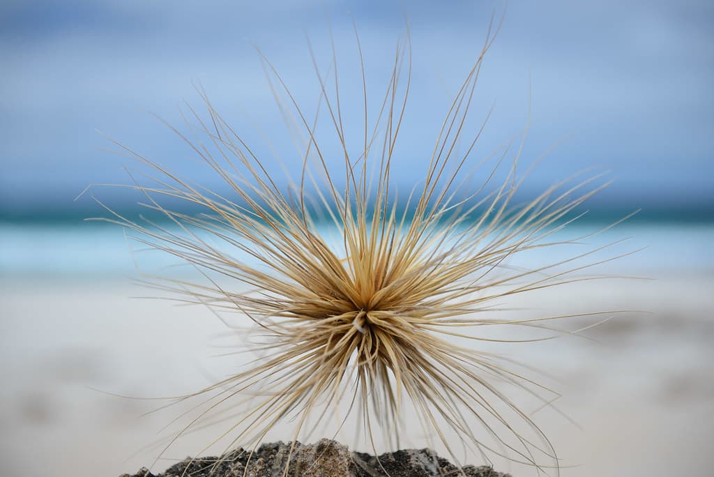 Flinders Beach