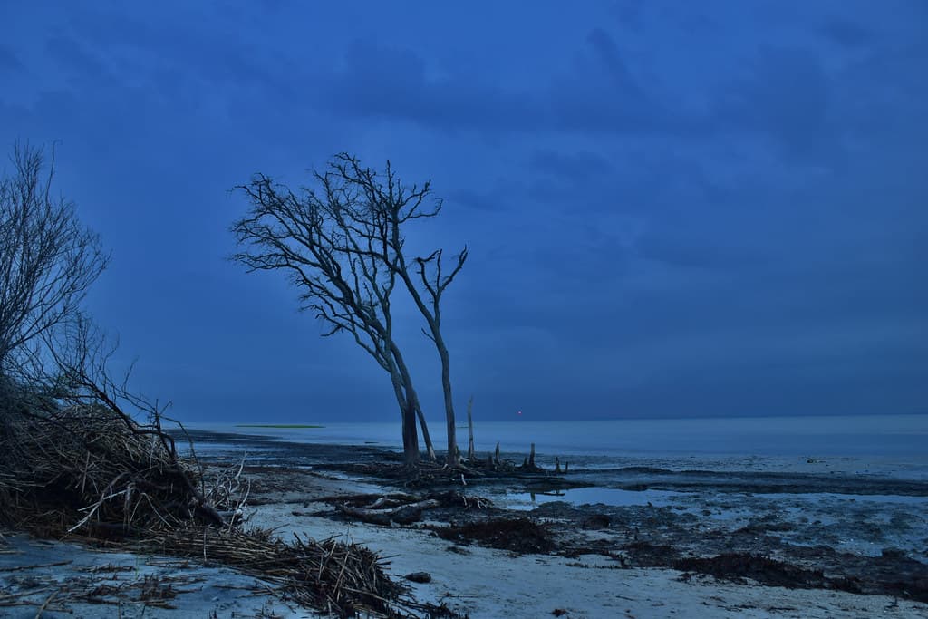 dead tree at the waterline (HDR)
