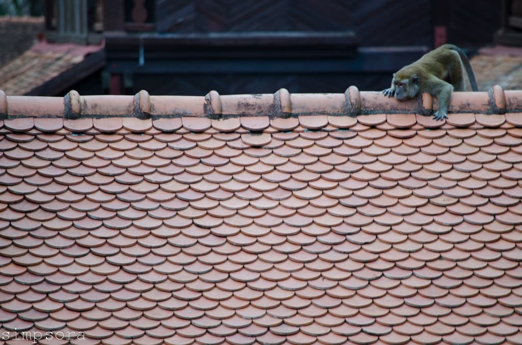 Roof
