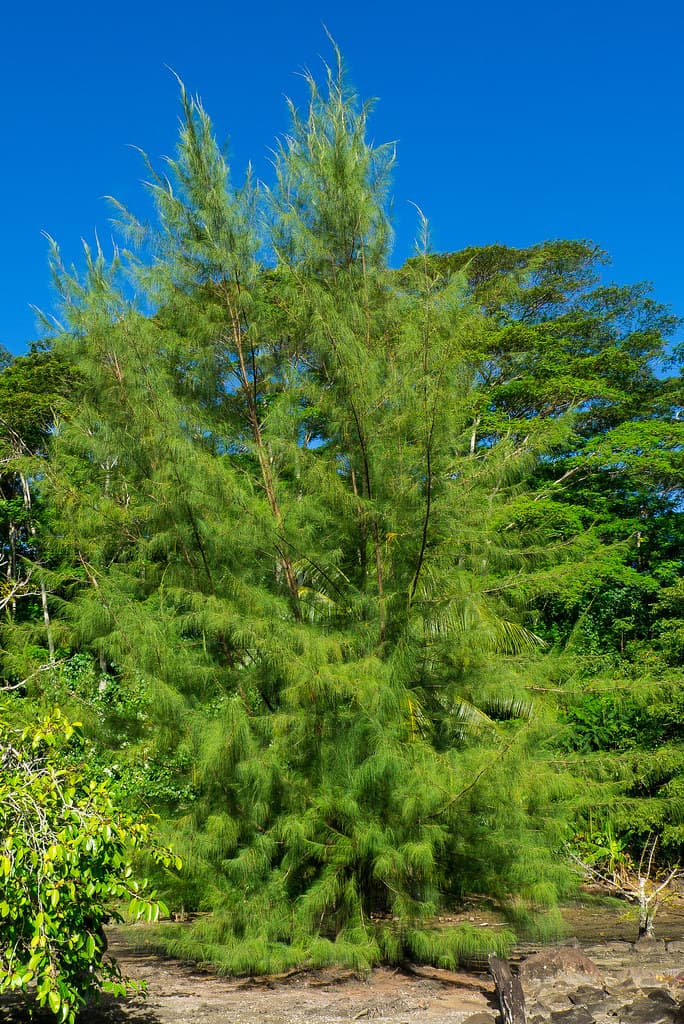 Filao tree