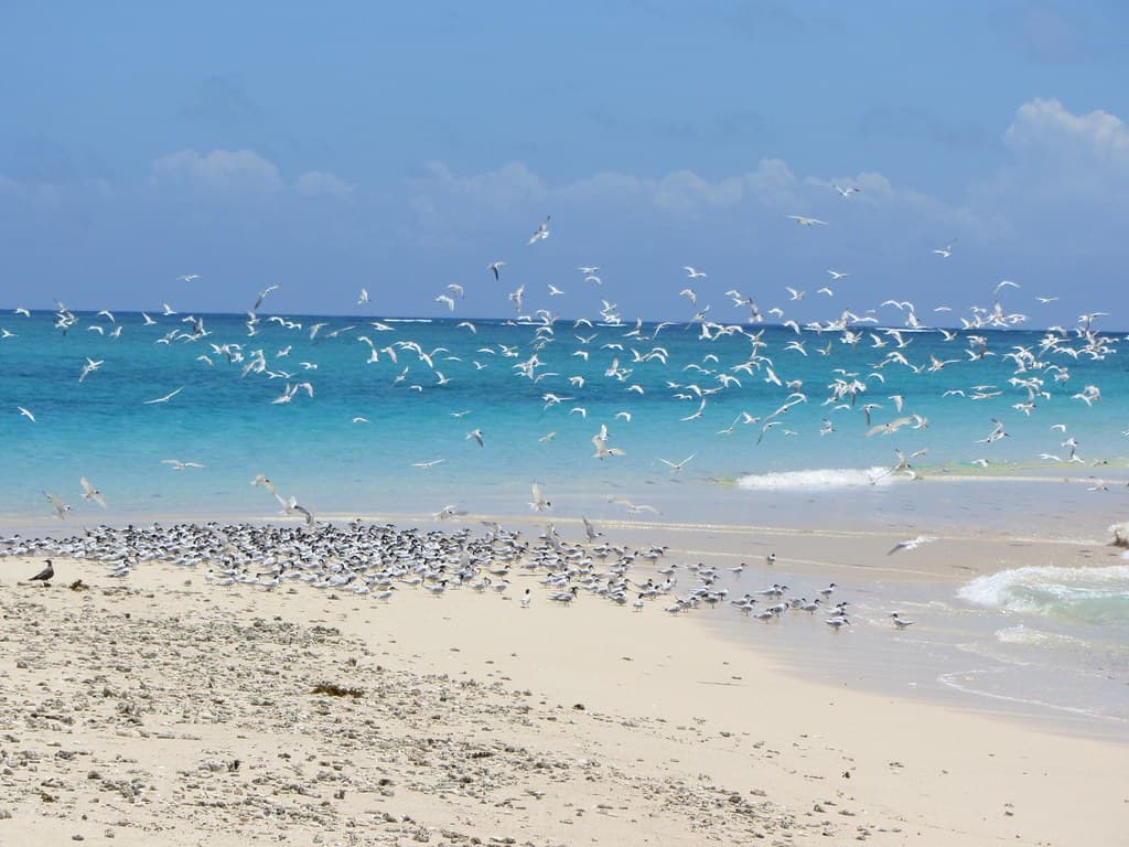 Bweni Beach — photo by algaedoc