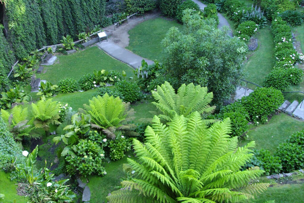 Trees ferns and hydrangeas in Umpherston limestone sink hole in Mt Gambier South Australia.