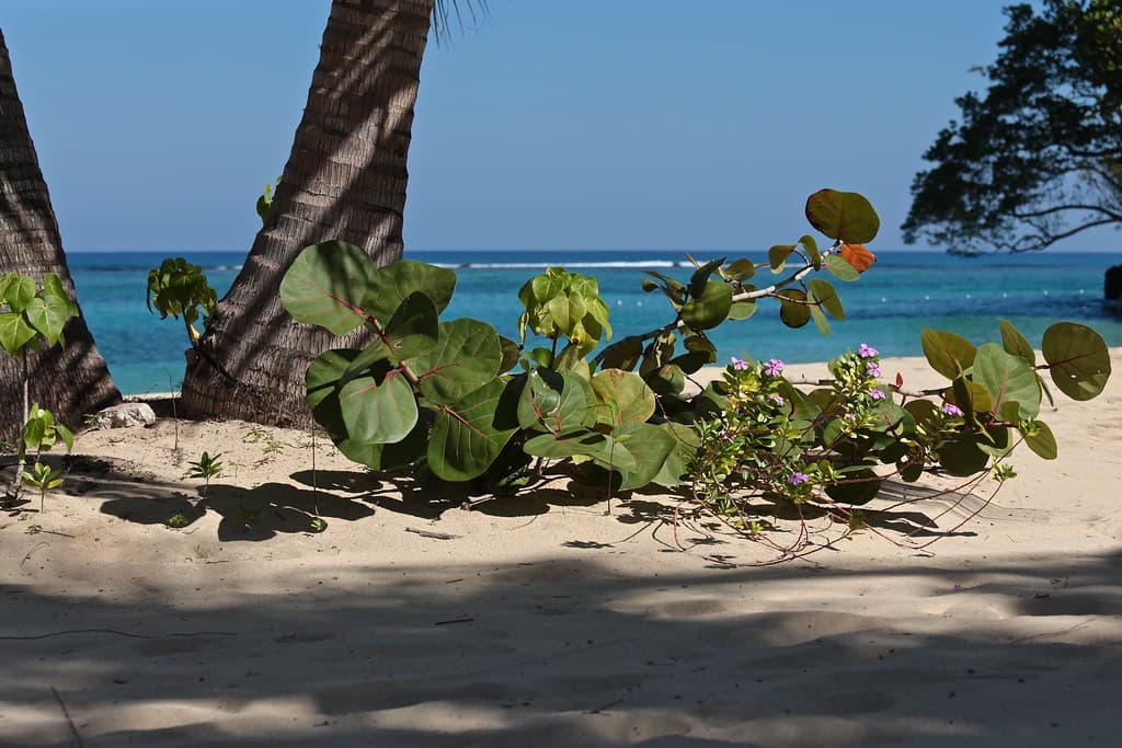 Beach Garden