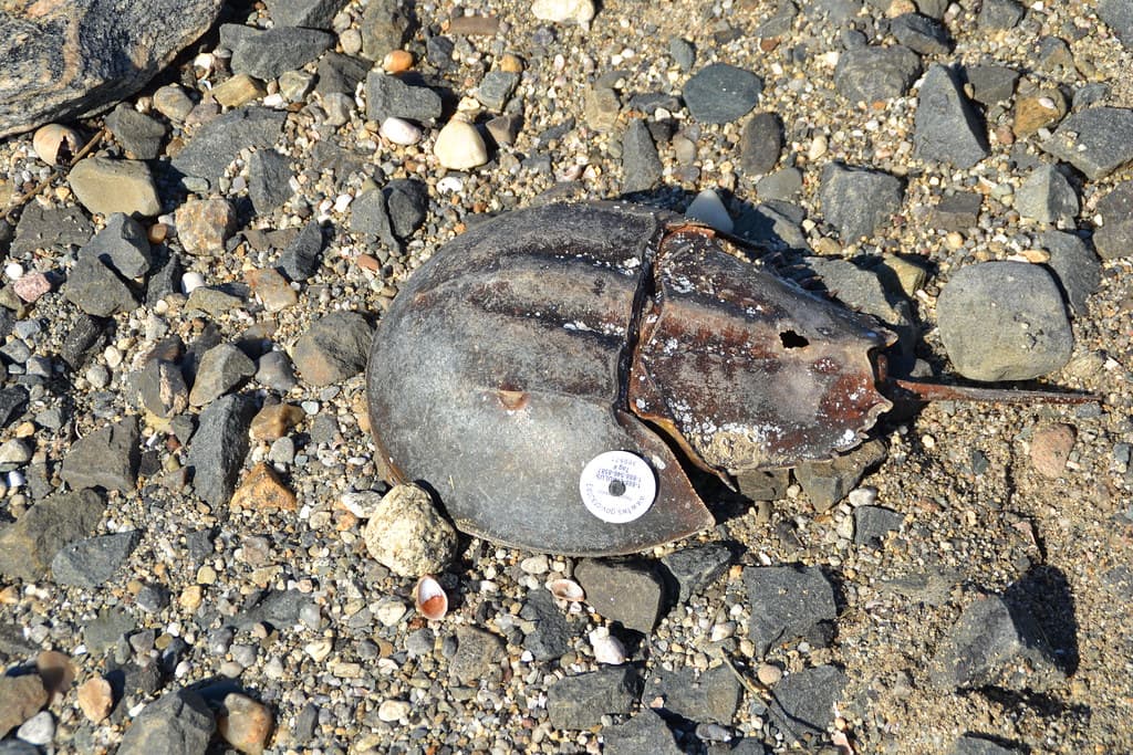 Silver Sands State Park - Horseshoe Crab
