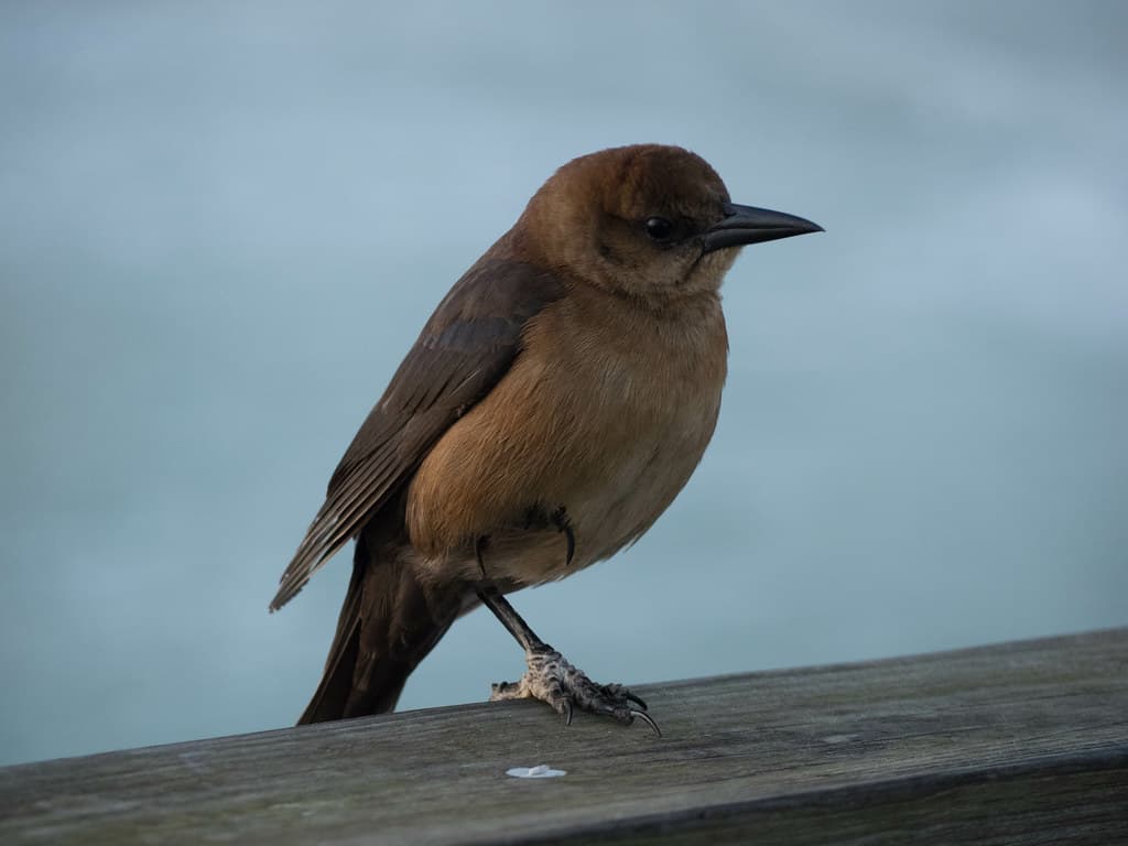 The bird on the beach
