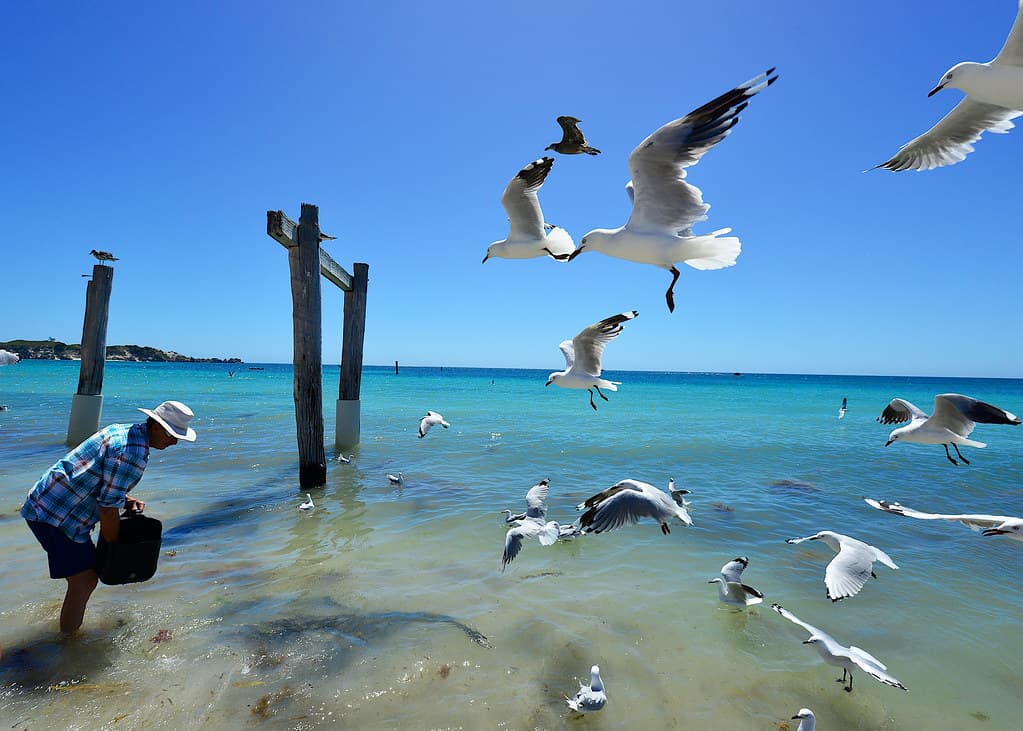 Hamelin Bay, Perth 2014!