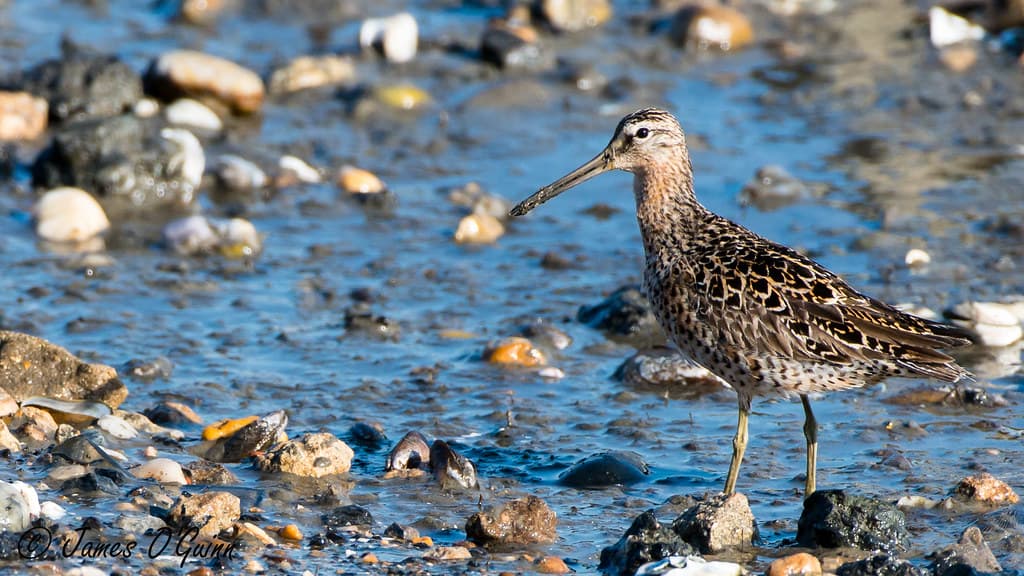 Bird - Feeding - Beach - Port Mahon, DE