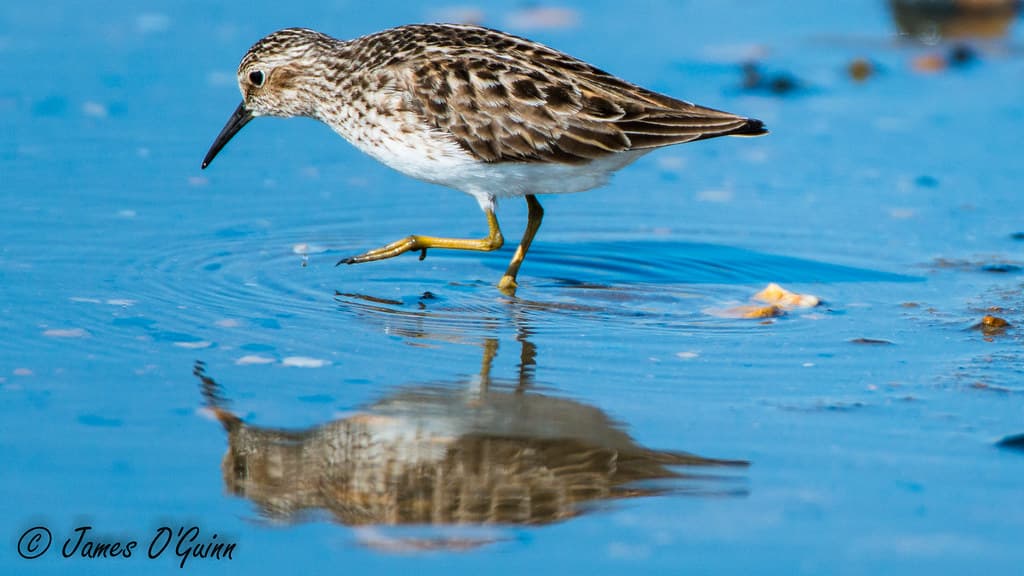 Tiny Bird - Feeding - Beach - Port Mahon, DE