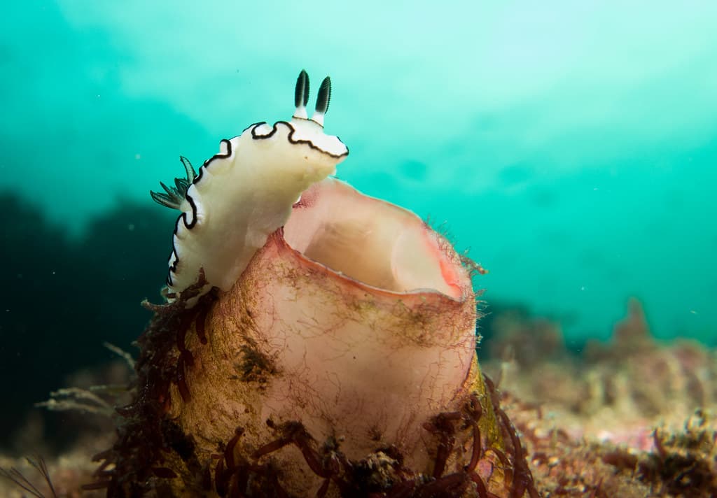 Vantage Point - Black-margined nudibranch - Doriprismatica atromarginata #marineexplorer