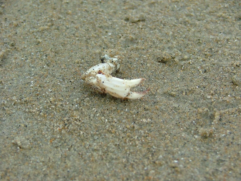 requiem for a crab