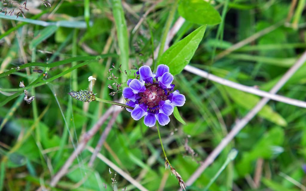 Self-heal or Heal-all (Prunella vulgaris)
