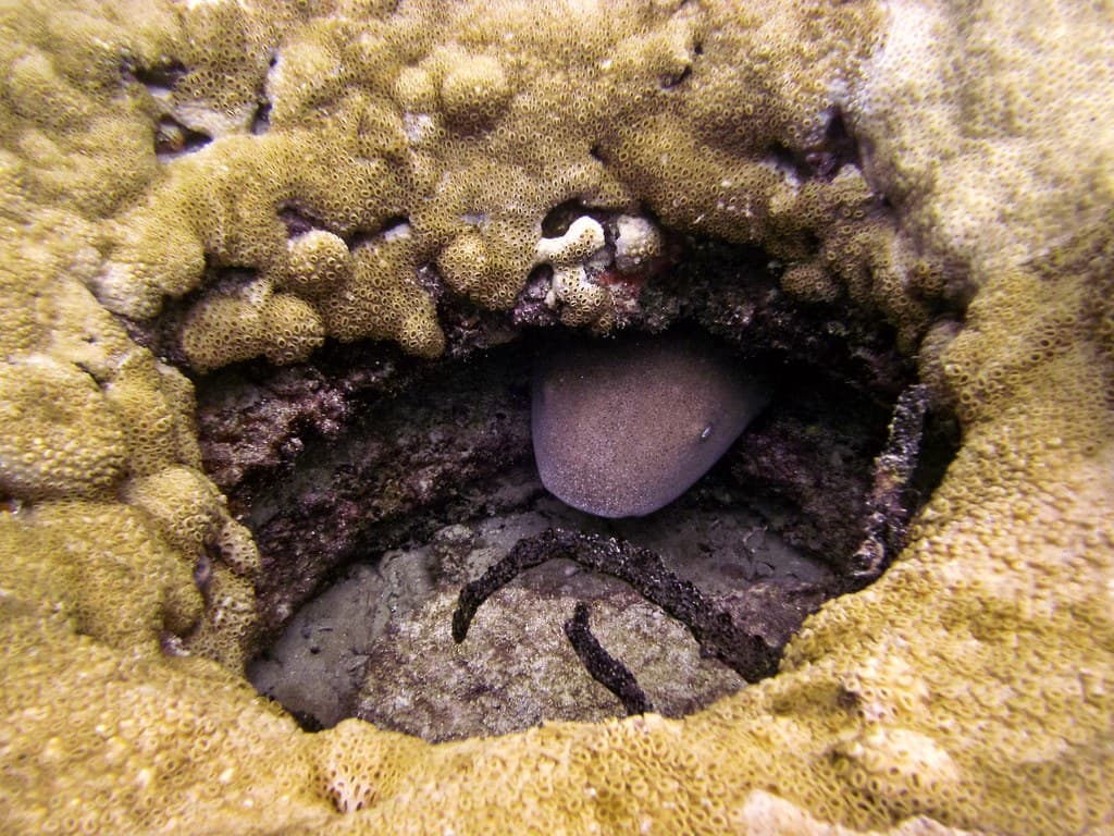 Pothole Nurse Shark: Lauderdale by the Sea