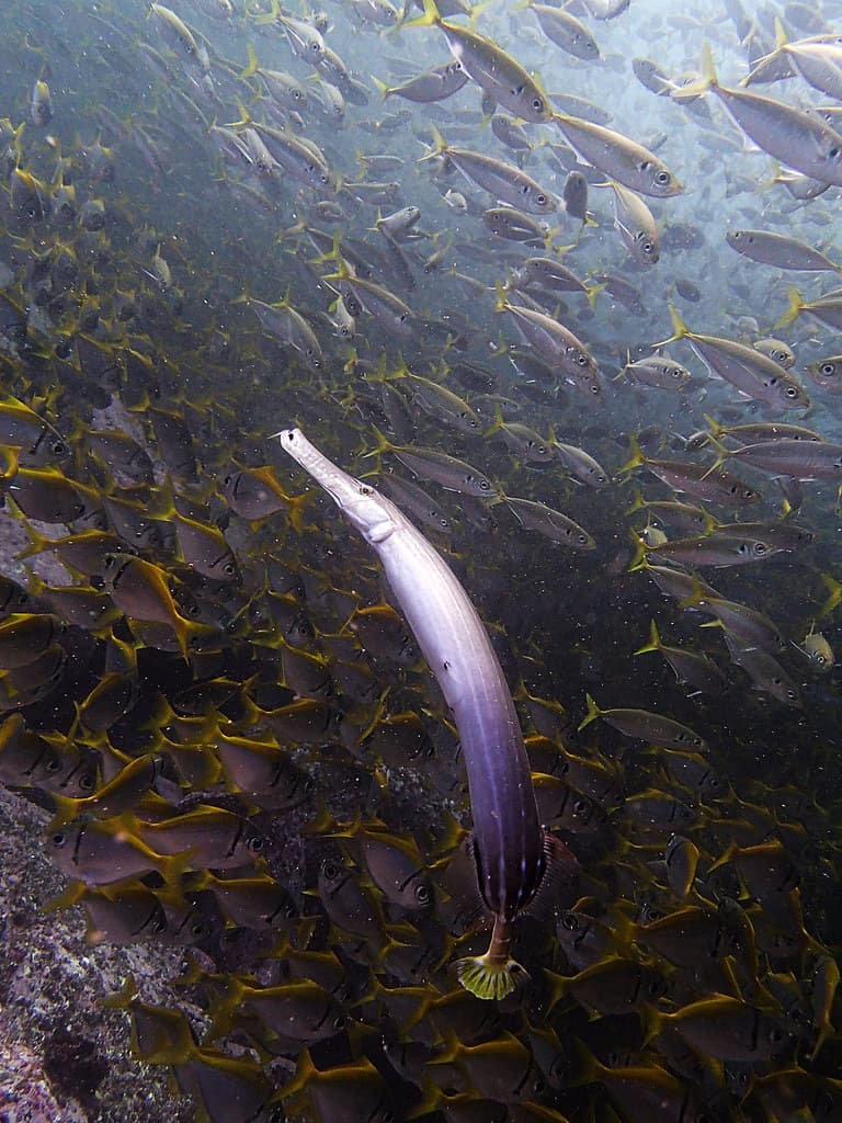 Trumpeter Bay