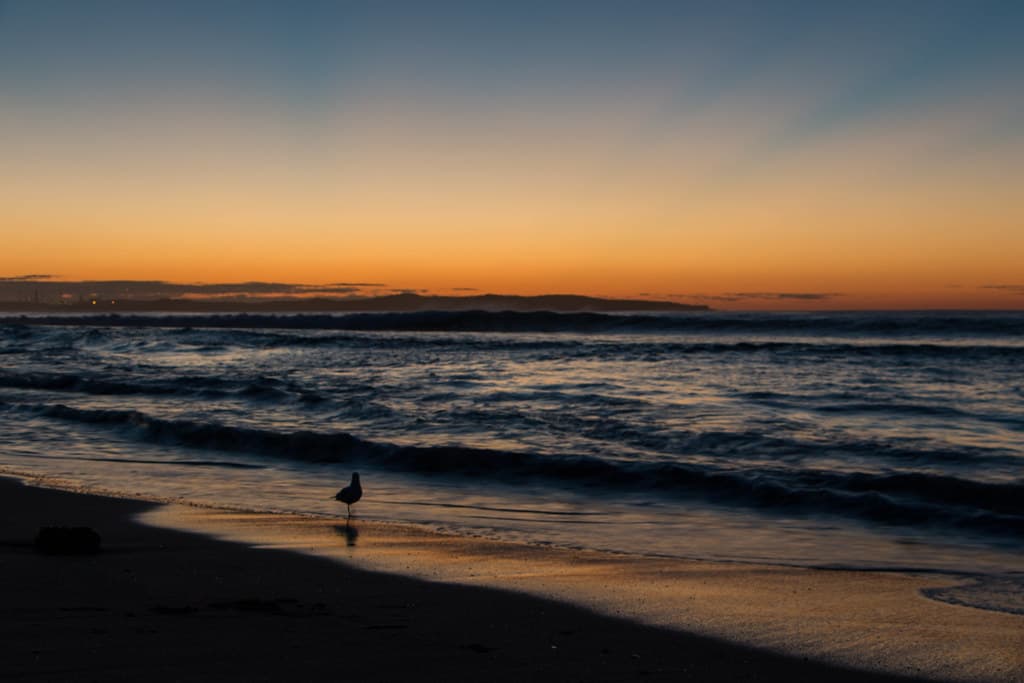 Seagul on the beach