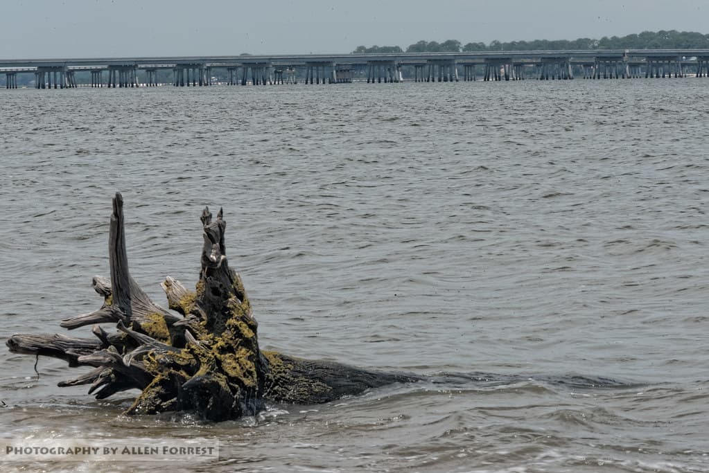 Driftwood on Big Talbot Island