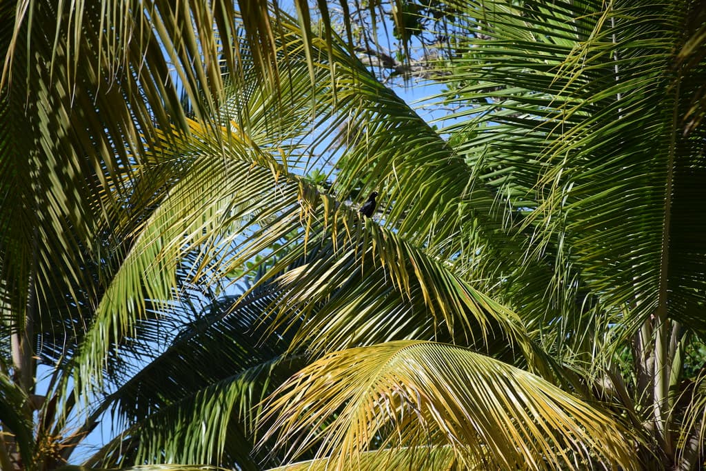 Playa Añasco — photo by clembore