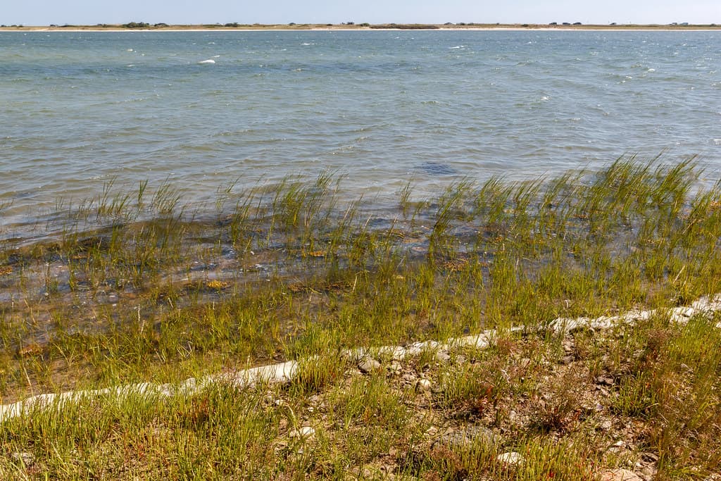 Shoreline, Sengekontacket Pond, with Joseph Sylvia State Beach on horizon
