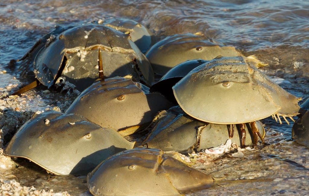 Mating horseshoe crabs at Ten Thousand Islands