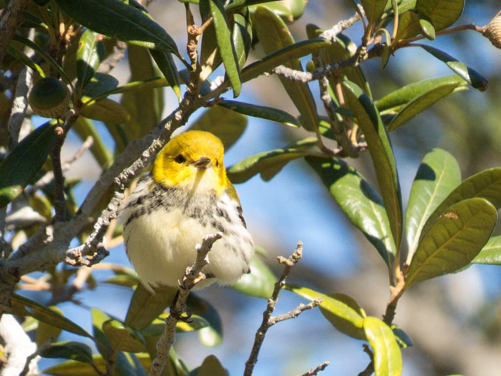 Black-throated Green Warbler