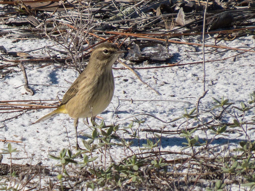 Palm Warbler