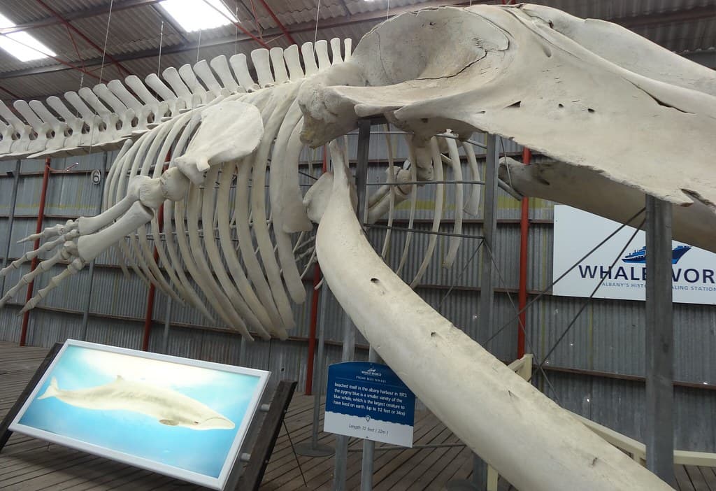 Albany Whale World.Whale skeleton exhibit. Pigmy Blue Whale 72 feet long.