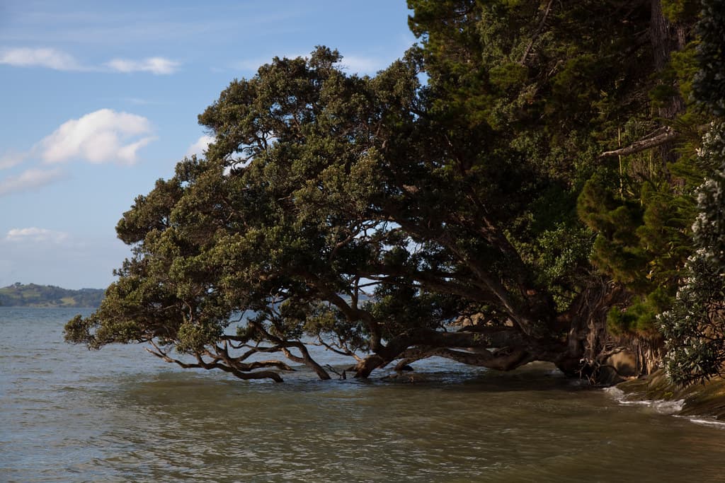 Martins Bay — photo by russellstreet