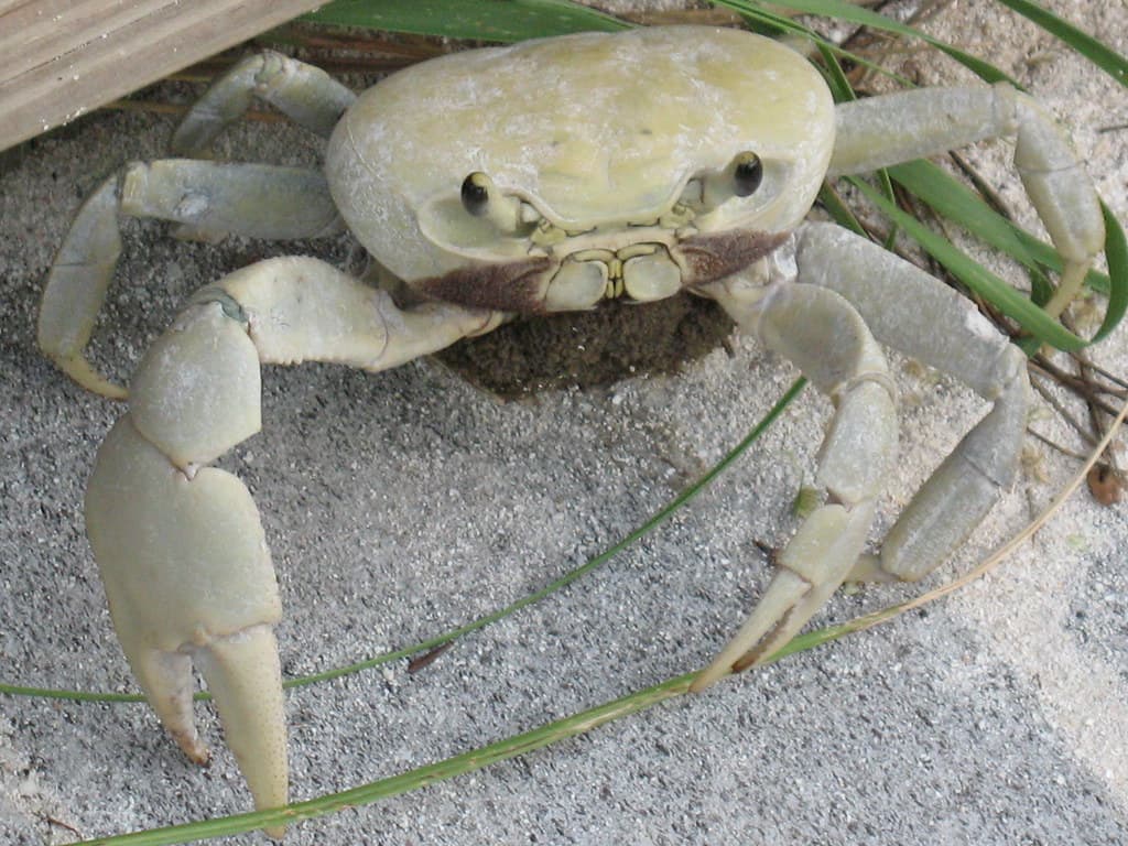 Blue Land Crab, Florida Keys