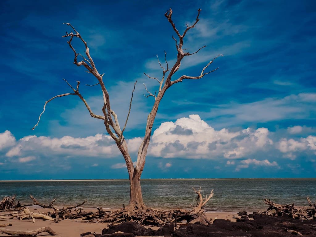 Still Standing on Boneyard Beach