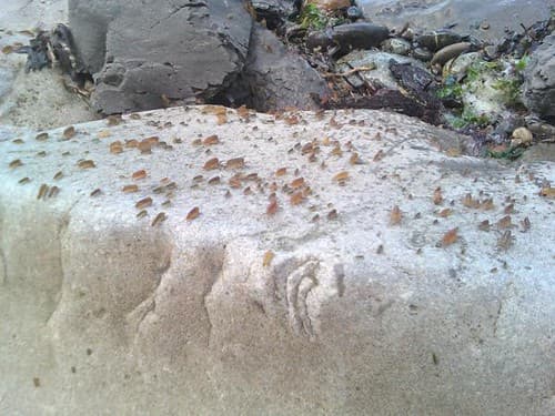 Murdoch beach, near Lyre River
